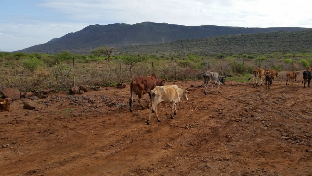 Cattle walking past the school returning to the area.