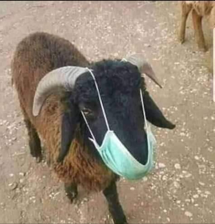 Goat with mask.