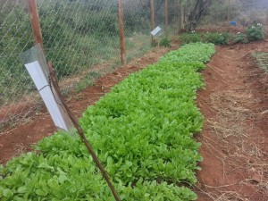 Swiss Chard and Kale in the nursery.